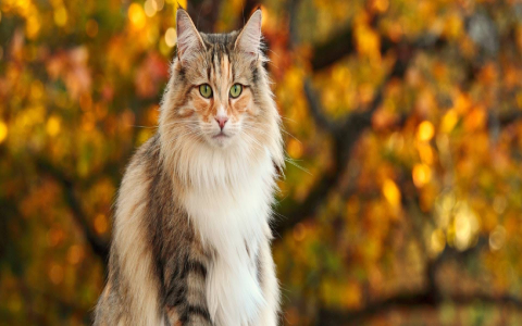 Vampire Names for Cats: Top Picks & Ideas for Your Feline