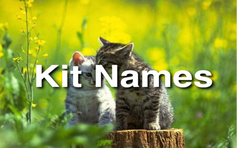 Best Kit Names for Warrior Cats: Find the Perfect Name for Your Kitten!