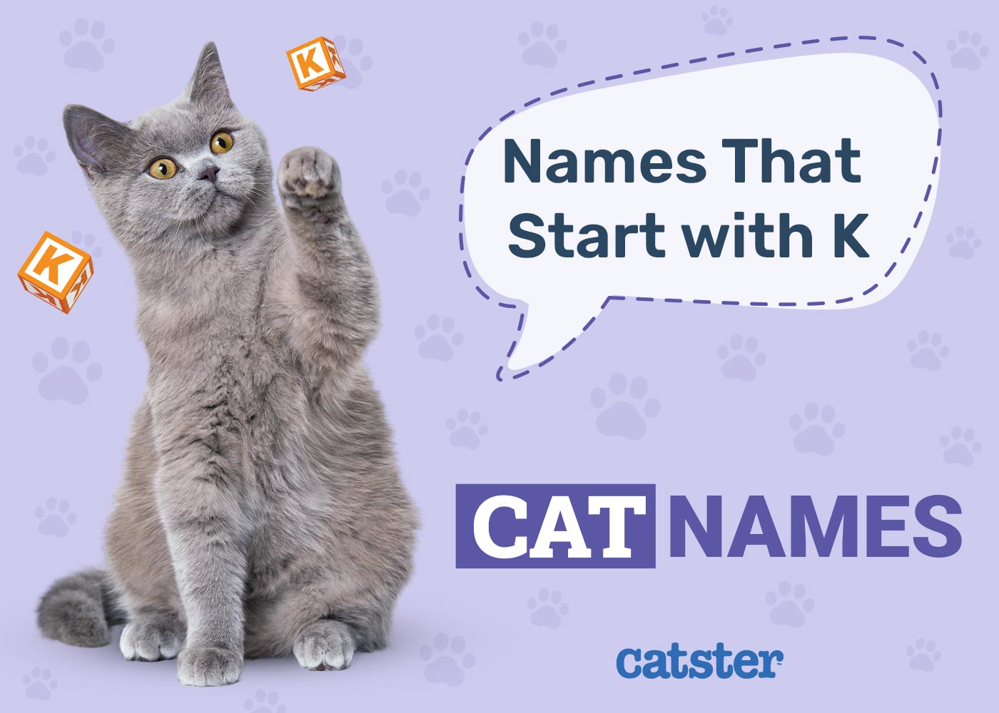 Need Cat Names That Start With K? Check Out This Big List!