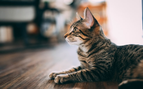 Need Cat Names That Start With K? Check Out This Big List!