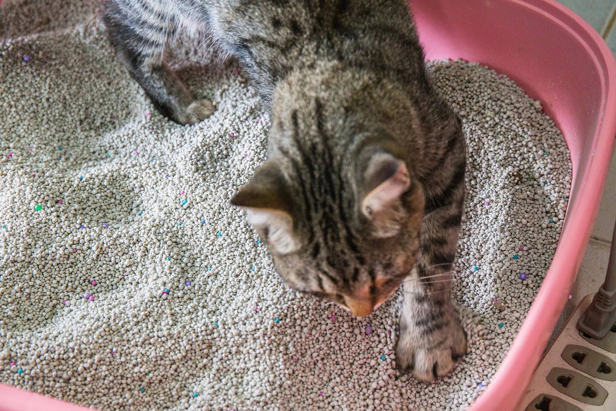 Cat is Suddenly Playing in Litter Box? Find out reasons and how to deal.