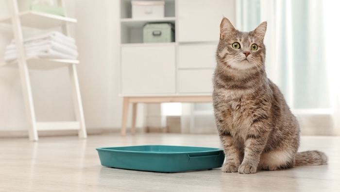 Need Kitty Litter Alternatives? Try These 3 Simple Solutions!