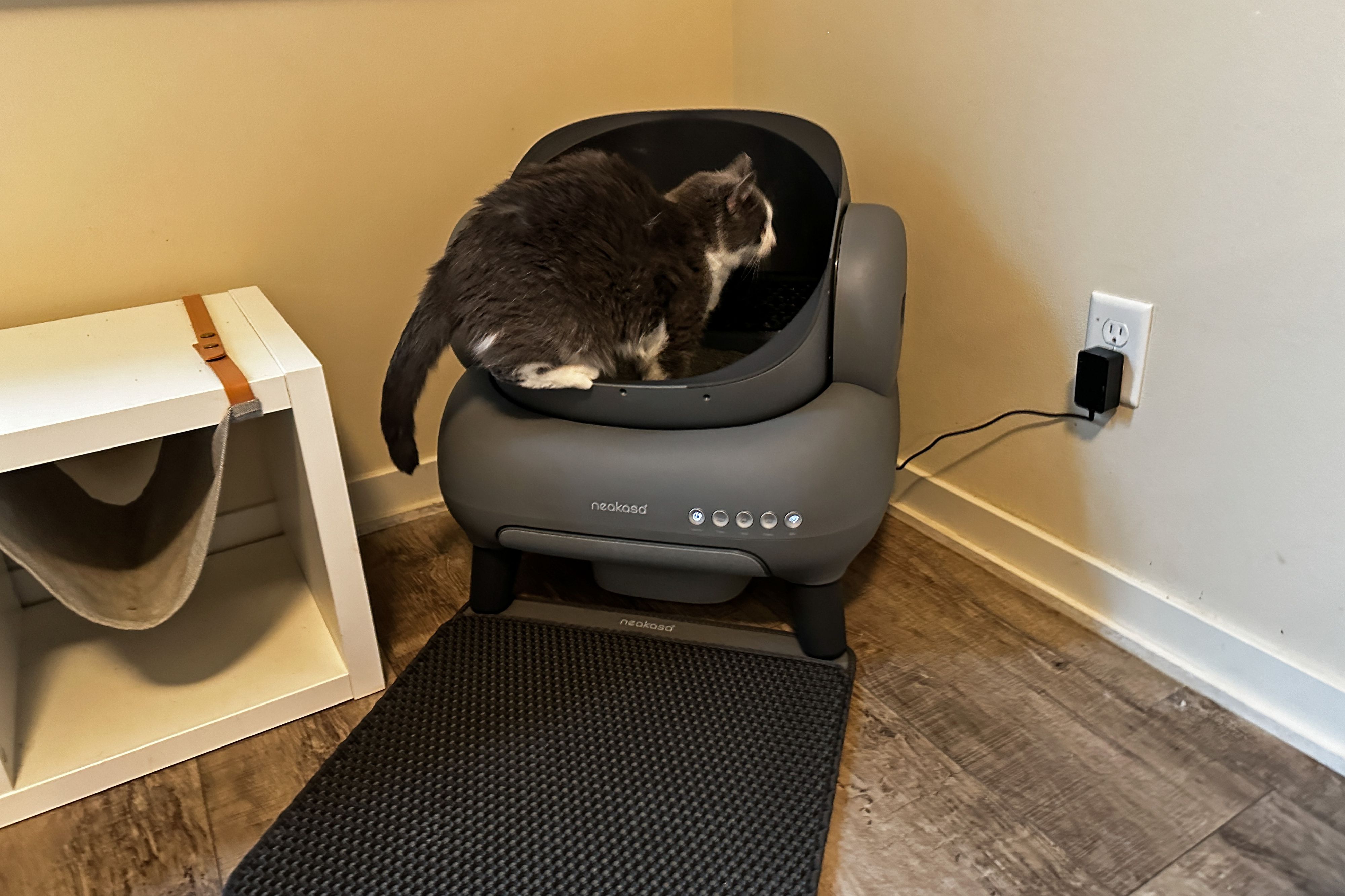 Cat Litter Box Alternatives: Affordable Options That Actually Work.