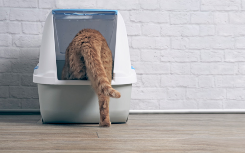 Cat Peeing In and Out of Litter Box: Understand the Causes, Fix it fast.