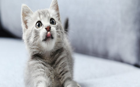 Need Names for Cats Without Tails? Check Out This Awesome List!