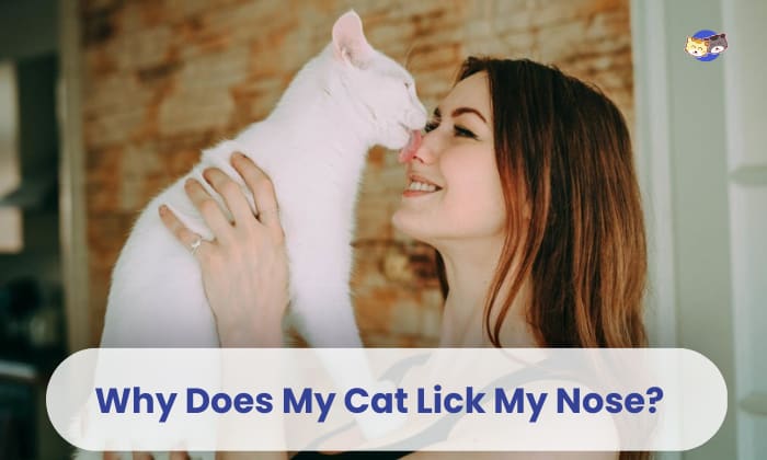 Why do cats lick your nose? 3 possible reasons explained.