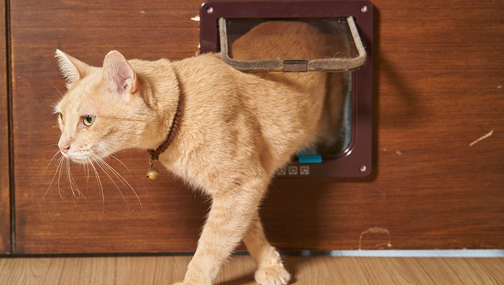 Best Cat Barriers: Is Barrier 18 for Cats Right for You? (Find Out!)