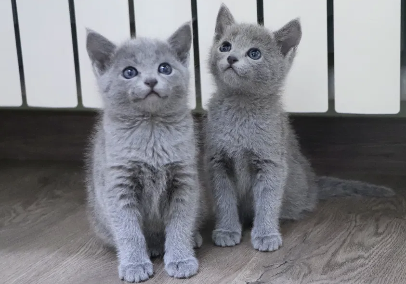 Looking for Blue Russian Kittens? Get the Lowdown on Prices