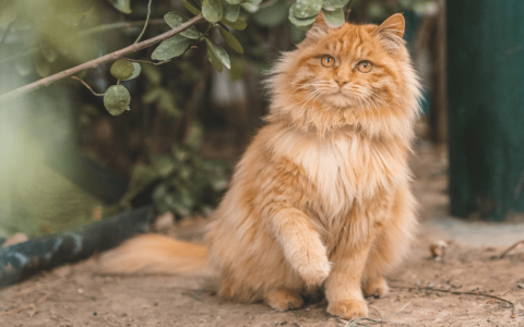 How Much Are Ginger Female Cats Worth? Get the Facts!