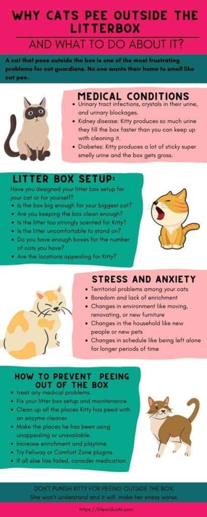 Cat Peeing In and Out of Litter Box: Understand the Causes, Fix it fast.