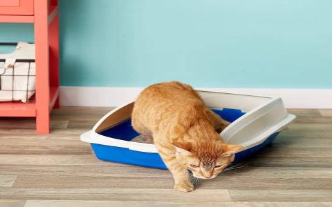 What makes the best cat litter box liners stand out? Find durable options for easy cleanup today.