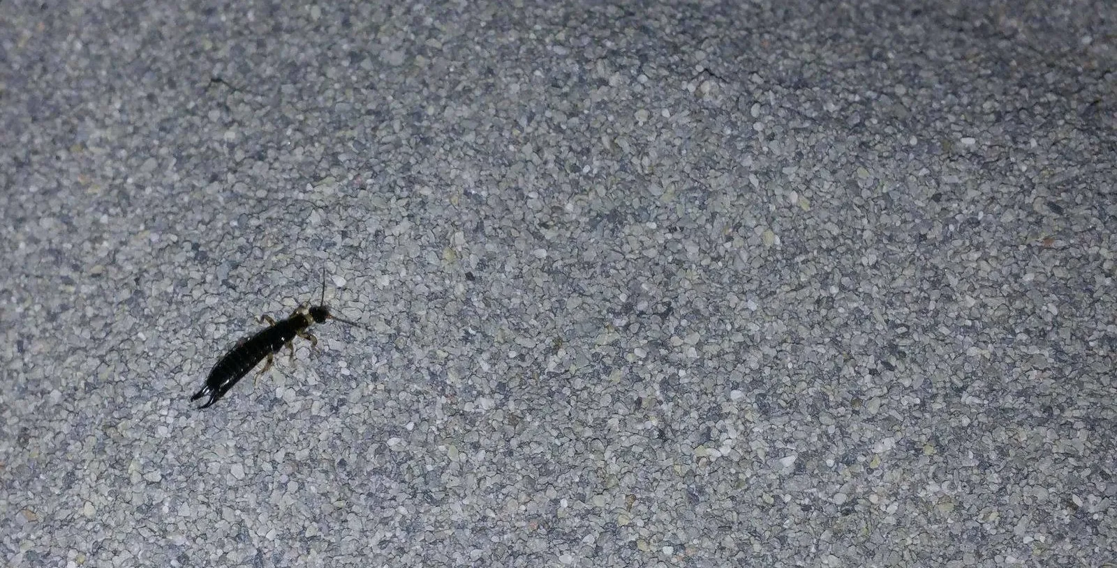 What are these bugs in my cats litter box? Easily identify the common creepy crawlies found there.