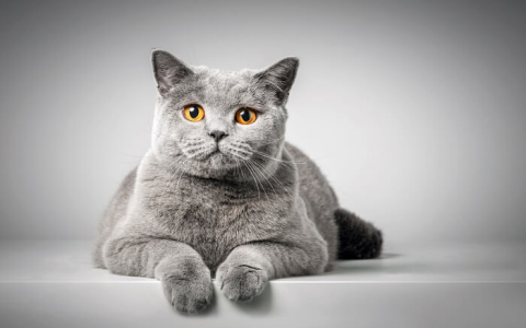 Curious about the price tag? How much does a British Shorthair kitten cost and what ongoing expenses should you expect?