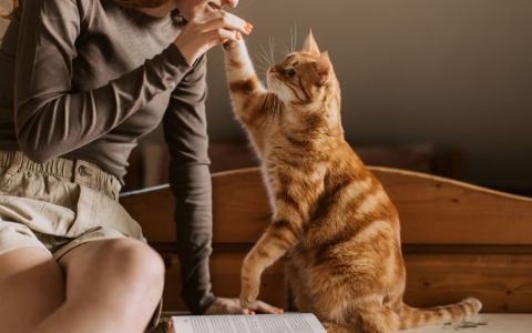 Searching for unique brown cat names female? Find the perfect name right here.