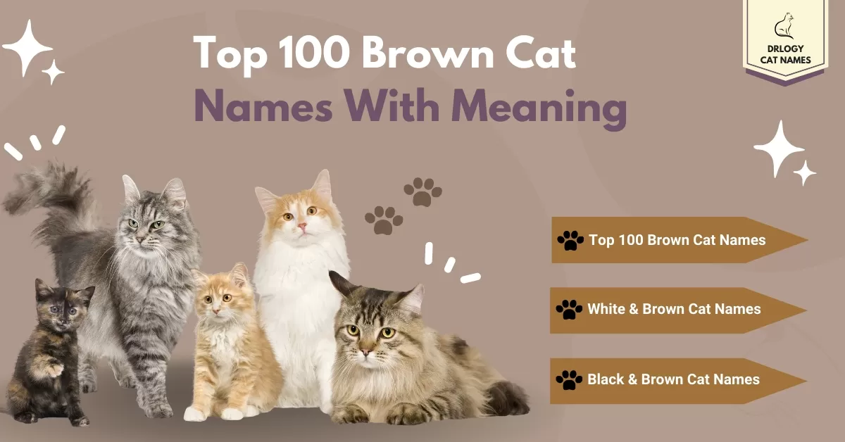 Searching for unique brown cat names female? Find the perfect name right here.